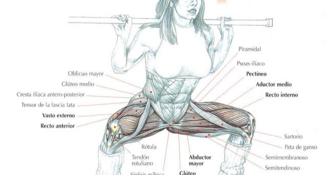 musculos implicados en sentadilla sumo