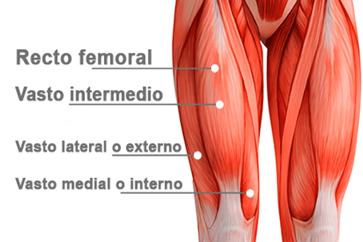 partes del cuádriceps